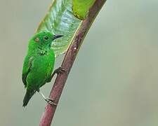 Glistening-green Tanager