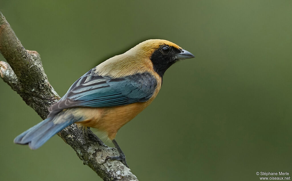 Burnished-buff Tanager male adult