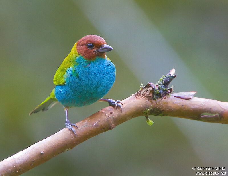 Bay-headed Tanager male adult