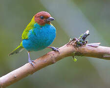 Bay-headed Tanager