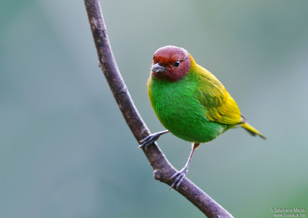 Bay-headed Tanageradult