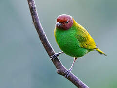 Bay-headed Tanager