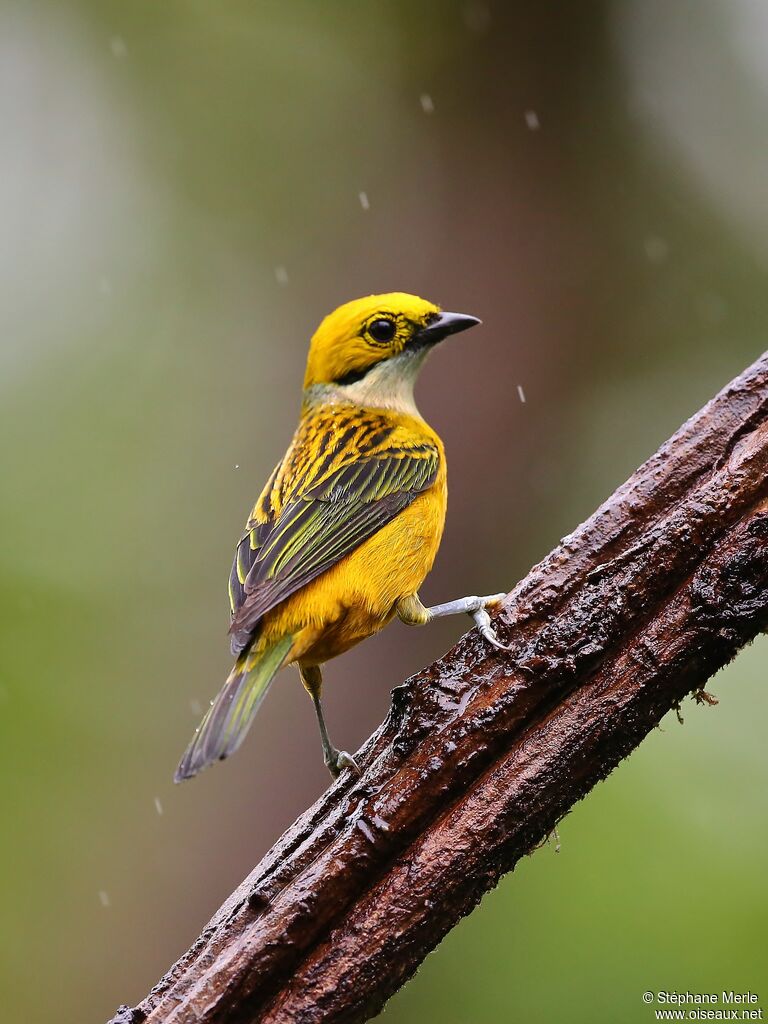 Silver-throated Tanageradult