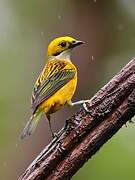 Silver-throated Tanager