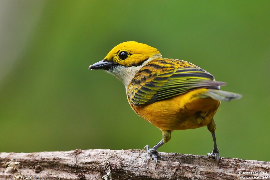 Silver-throated Tanageradult