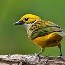 Calliste safran