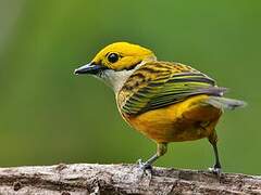 Silver-throated Tanager