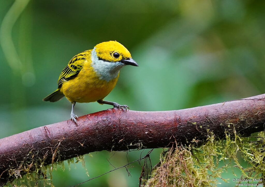 Silver-throated Tanageradult