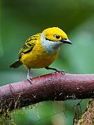 Silver-throated Tanager