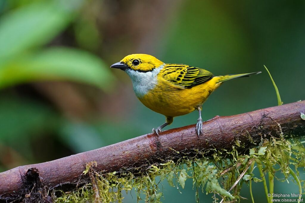 Silver-throated Tanageradult