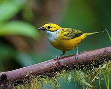 Silver-throated Tanager