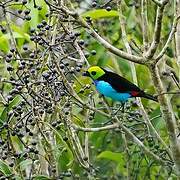 Paradise Tanager