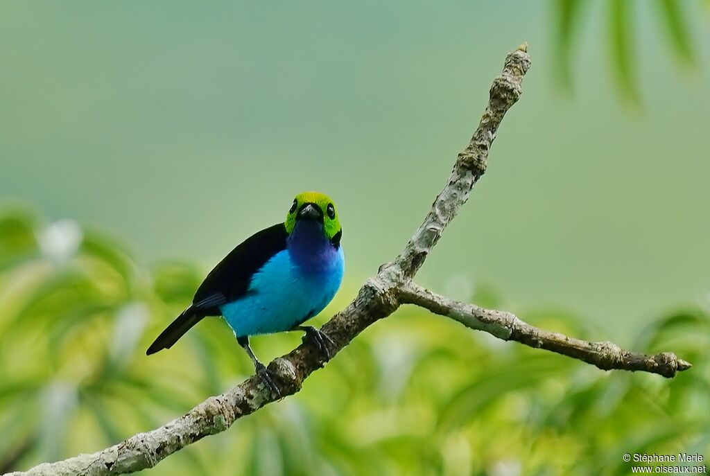 Paradise Tanager