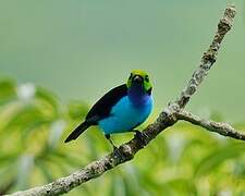 Paradise Tanager