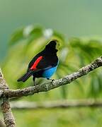 Paradise Tanager