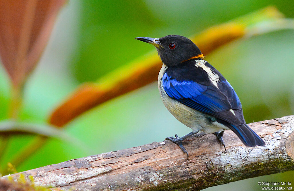 Golden-collared Honeycreeper male adult