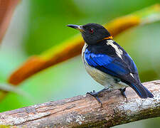 Golden-collared Honeycreeper