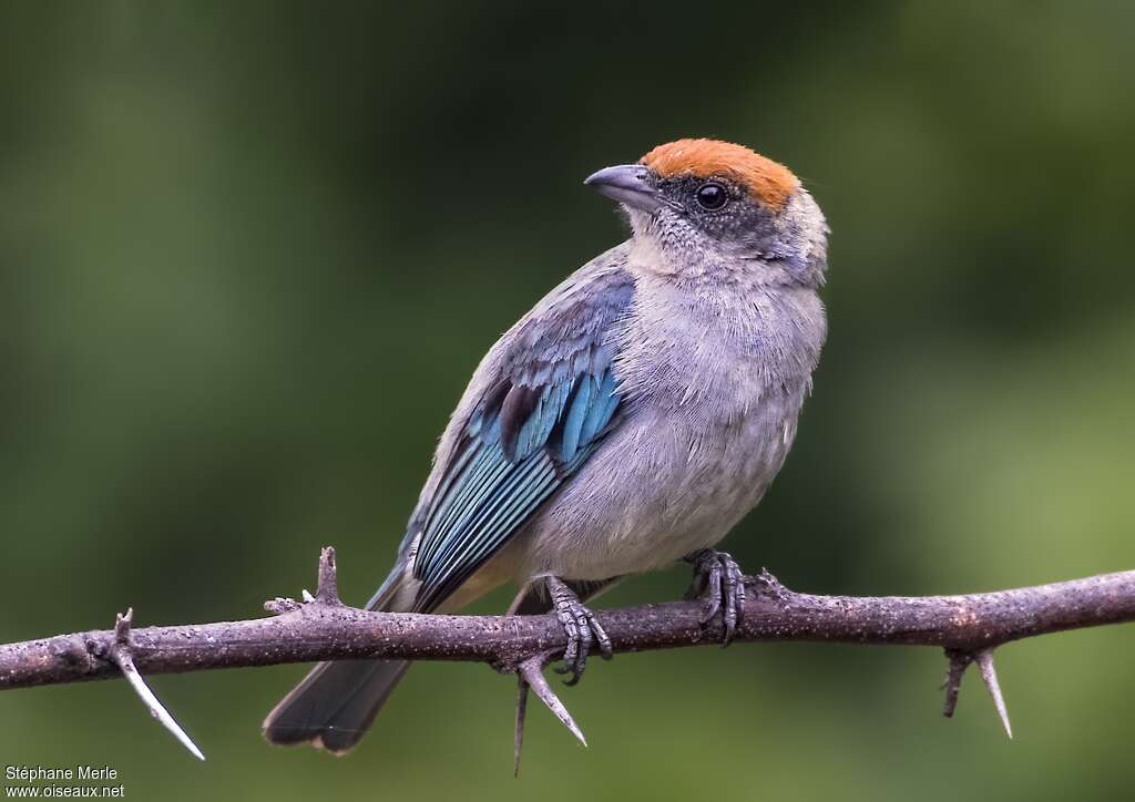 Scrub Tanageradult, close-up portrait