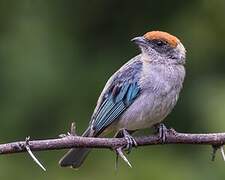 Scrub Tanager