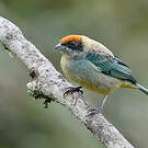 Calliste vitriolin