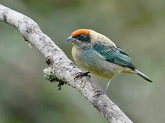 Scrub Tanager