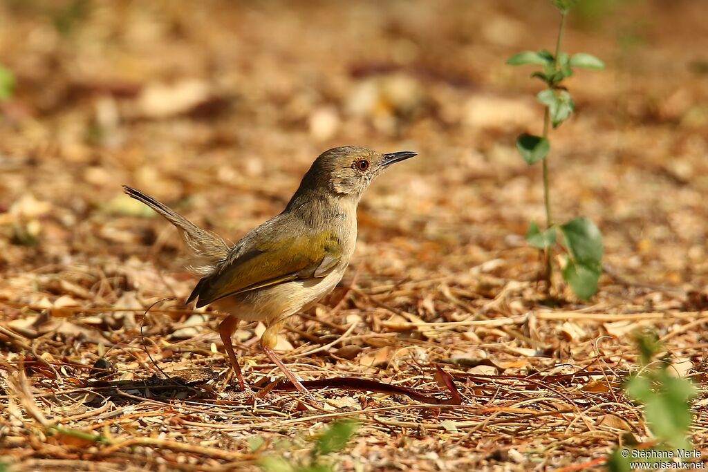 Grey-backed Camaropteraadult