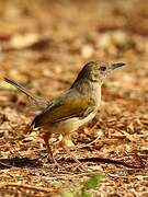 Grey-backed Camaroptera