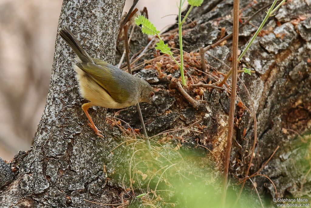 Grey-backed Camaroptera