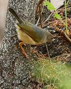 Grey-backed Camaroptera