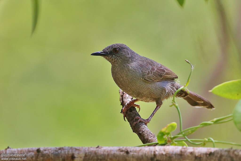 Grey Wren-Warbleradult, identification