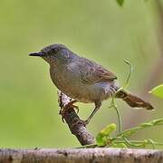 Grey Wren-Warbler