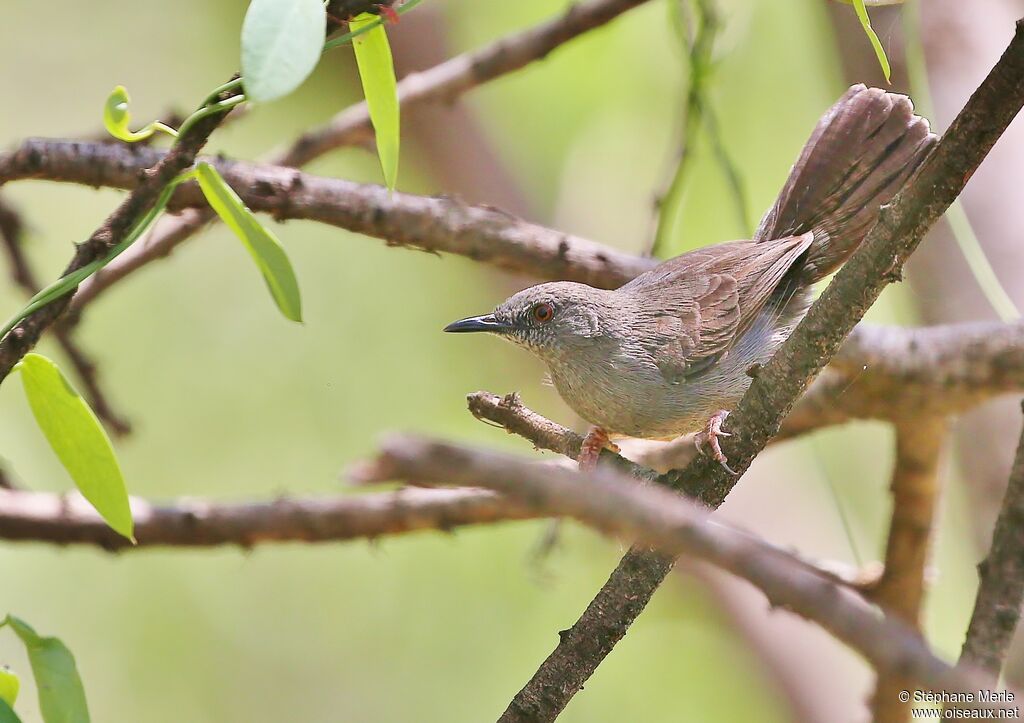 Grey Wren-Warbleradult