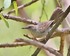 Grey Wren-Warbler