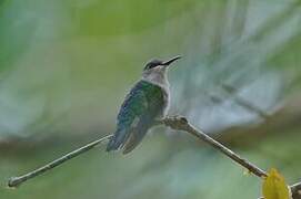 Grey-breasted Sabrewing