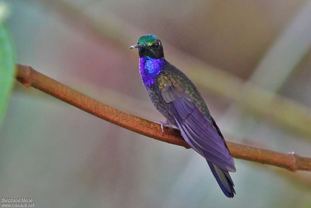 Campyloptère du Napo mâle adulte, identification