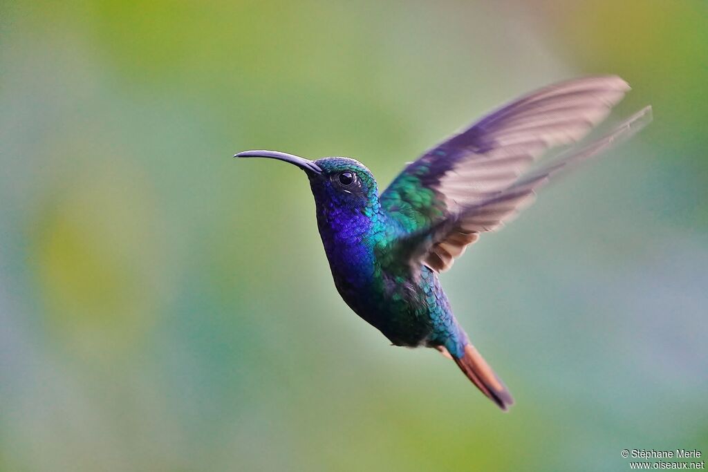 Lazuline Sabrewing male adult