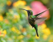 Lazuline Sabrewing