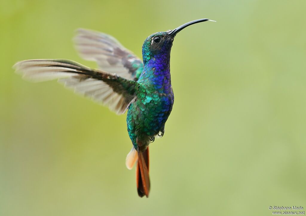 Lazuline Sabrewing male adult