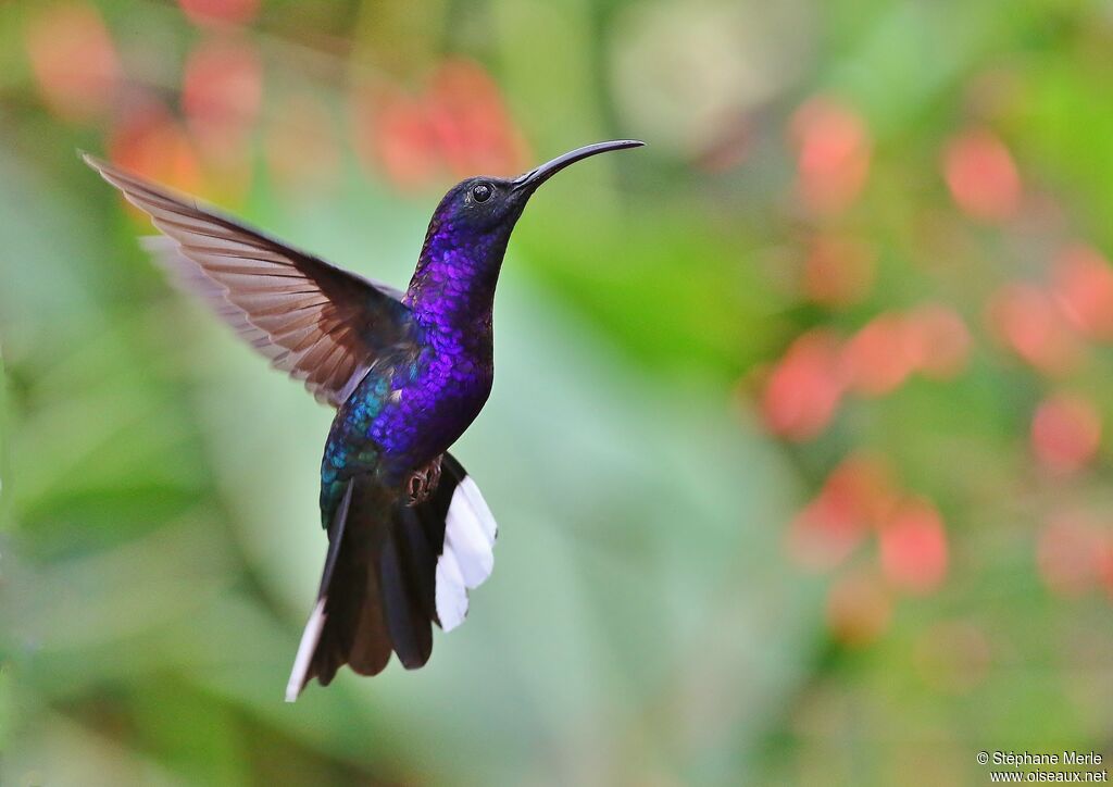 Violet Sabrewing male adult