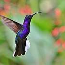 Campyloptère violet