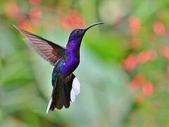 Violet Sabrewing