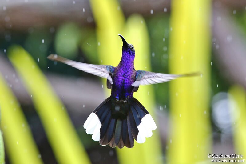 Campyloptère violet mâle adulte