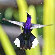 Campyloptère violet