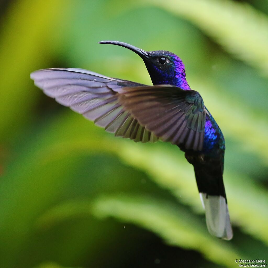 Campyloptère violet mâle