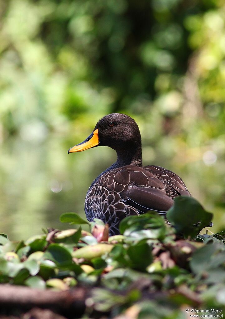 Yellow-billed Duckadult