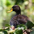 Canard à bec jaune