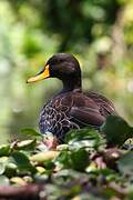 Yellow-billed Duck