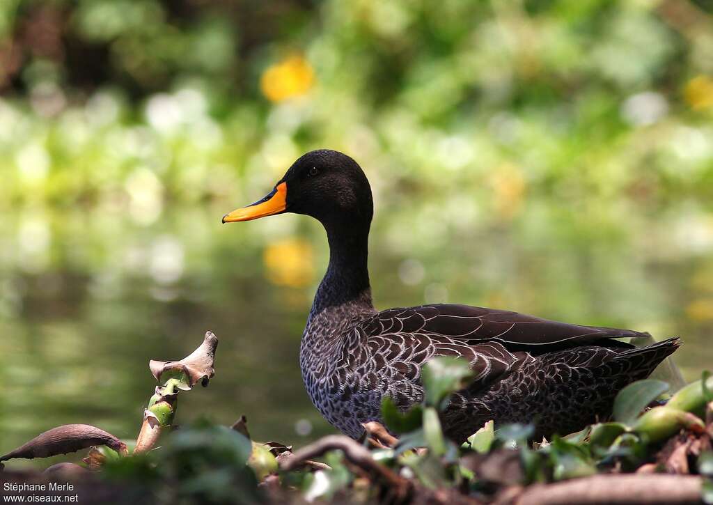 Yellow-billed Duck