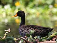 Canard à bec jaune