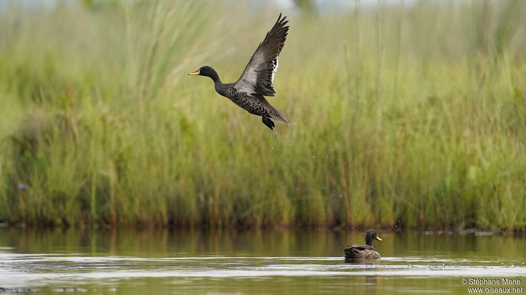 Yellow-billed Duckadult